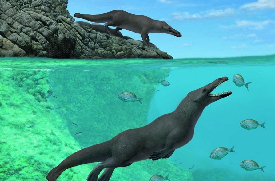 Loai ca voi co chan, di lai va boi loi deu gioi hinh anh