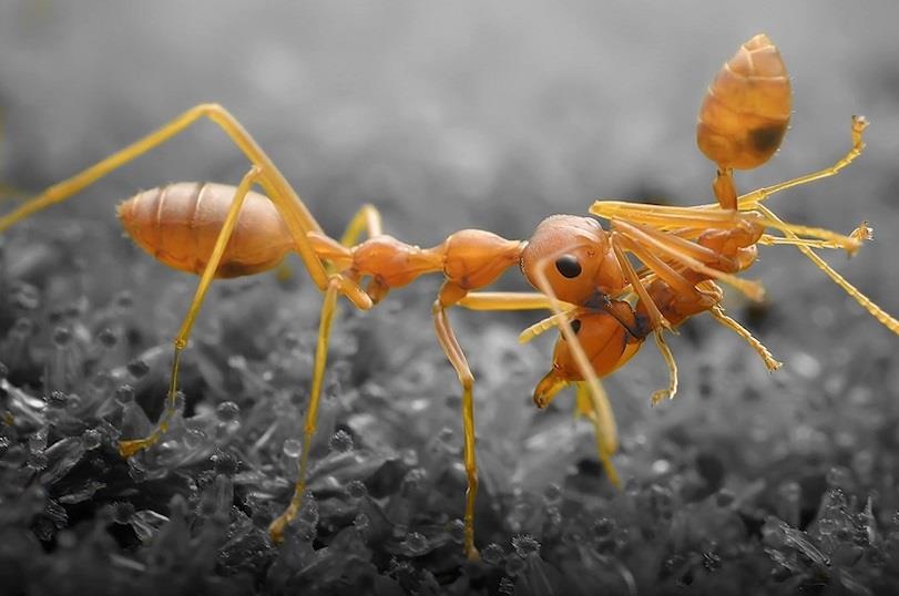 Kien an thit dong loai de sinh ton trong ham chua hat nhan hinh anh