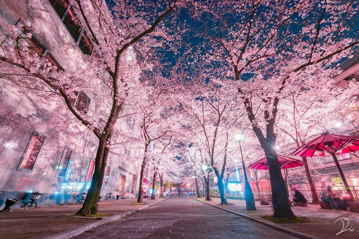 Ve dep 4 mua hut hon du khach o Nhat Ban hinh anh