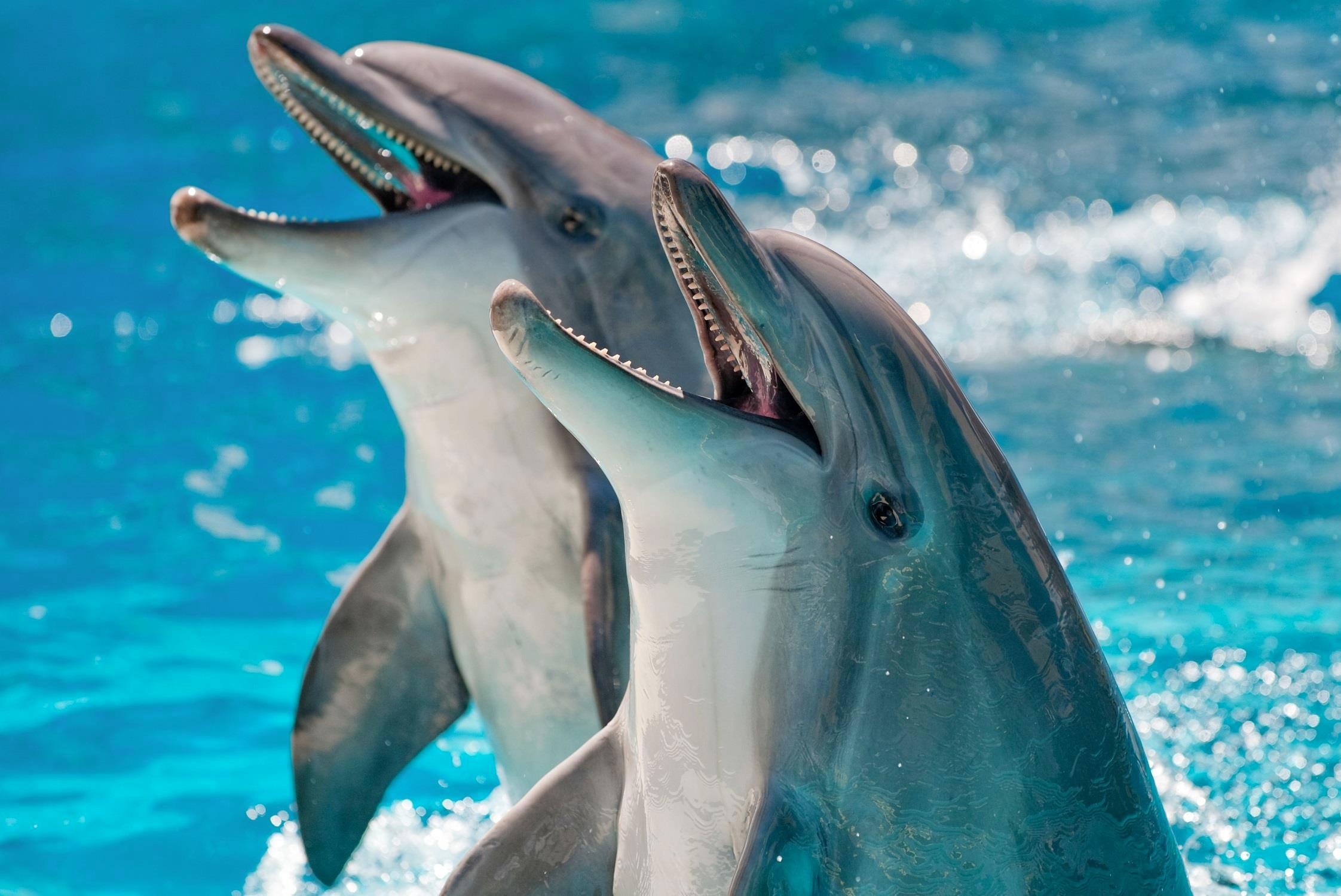 Tai sao khong nen chup anh voi ca heo? hinh anh