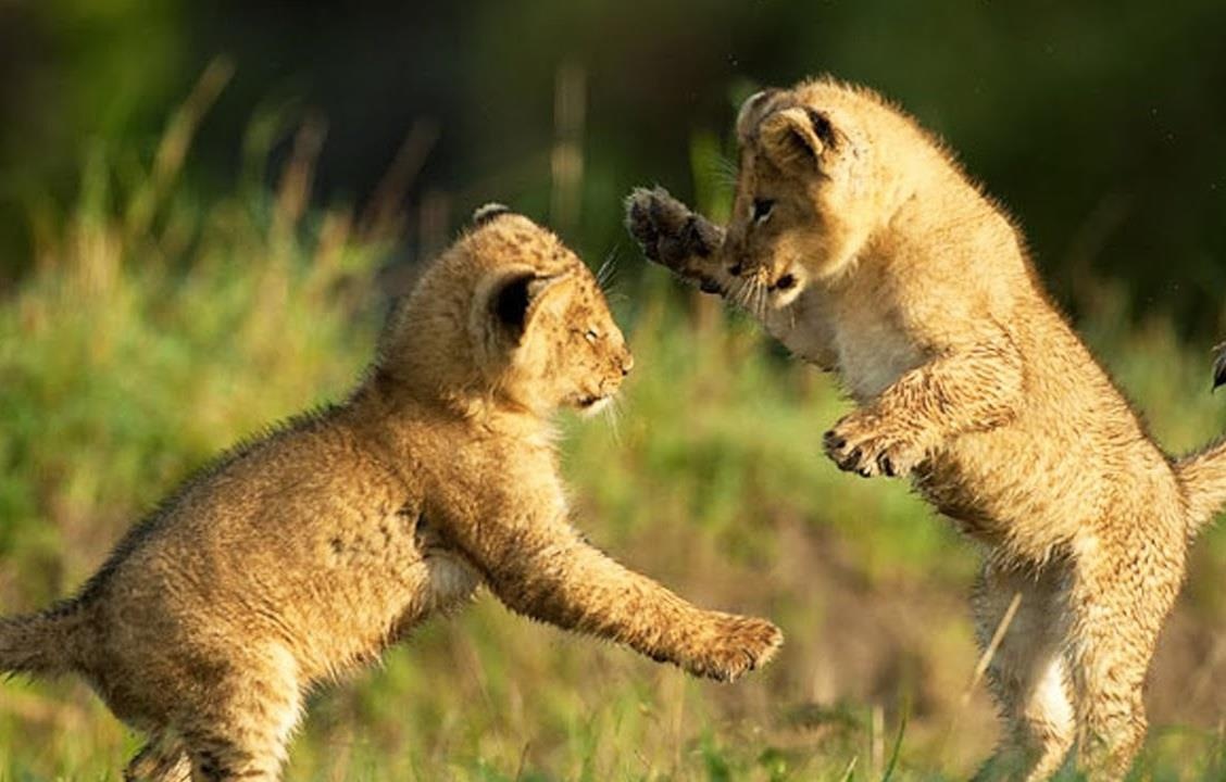 Bi quyet ren luyen ky nang sinh ton cua nhung loai meo hoang da hinh anh