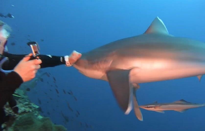 Ca map bi danh vi boi den qua gan tho lan hinh anh