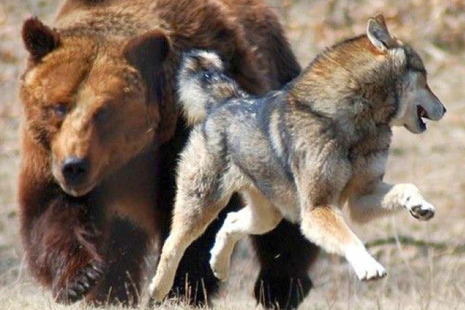 Dan soi danh lac huong gau xam de cuop thuc an hinh anh