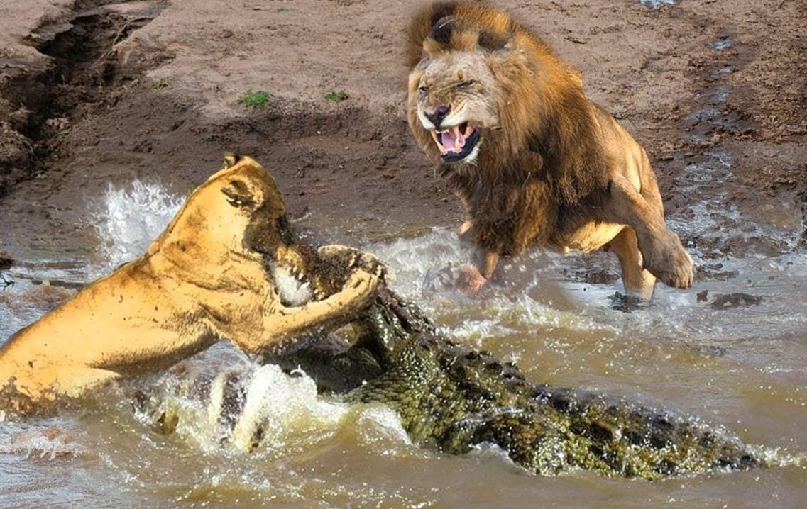 Su tu tan cong ca sau de cuu dong loai hinh anh