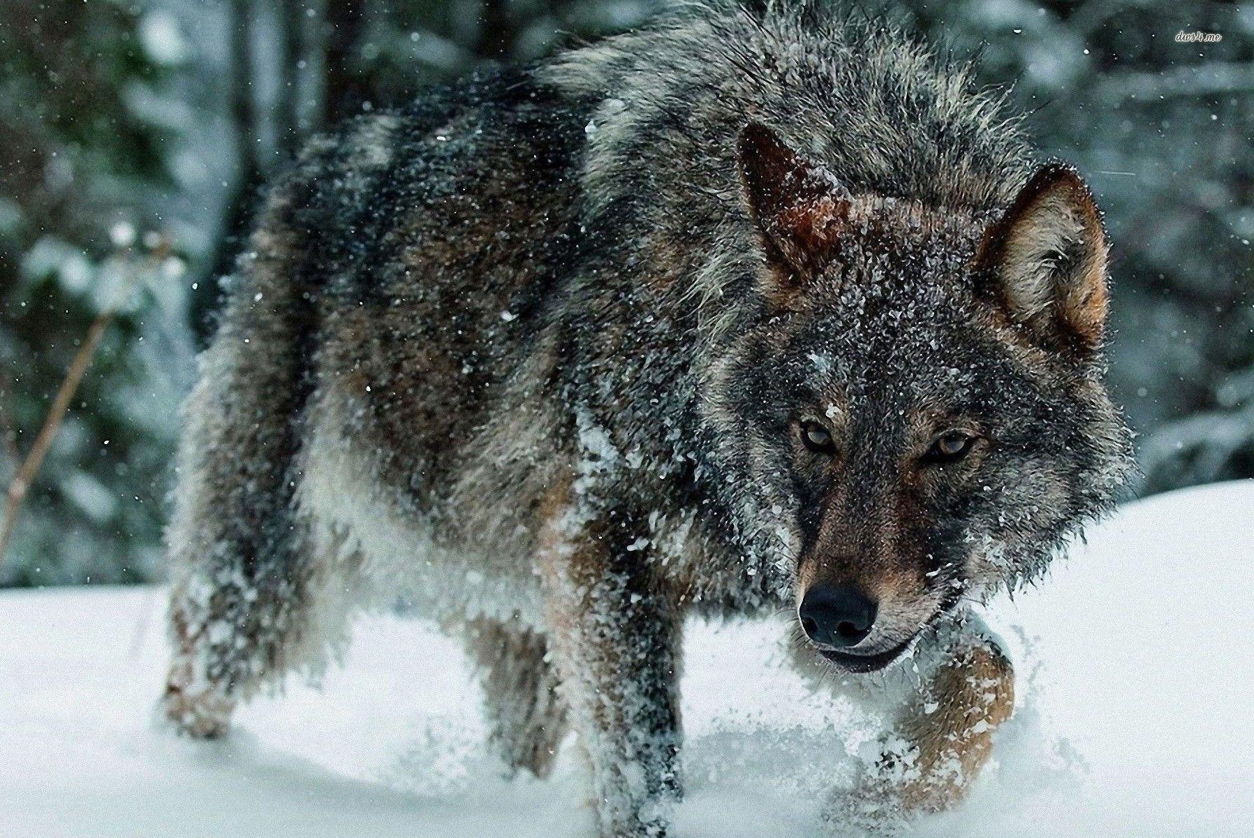 Cuoc san nai sung tam cua bay soi hinh anh