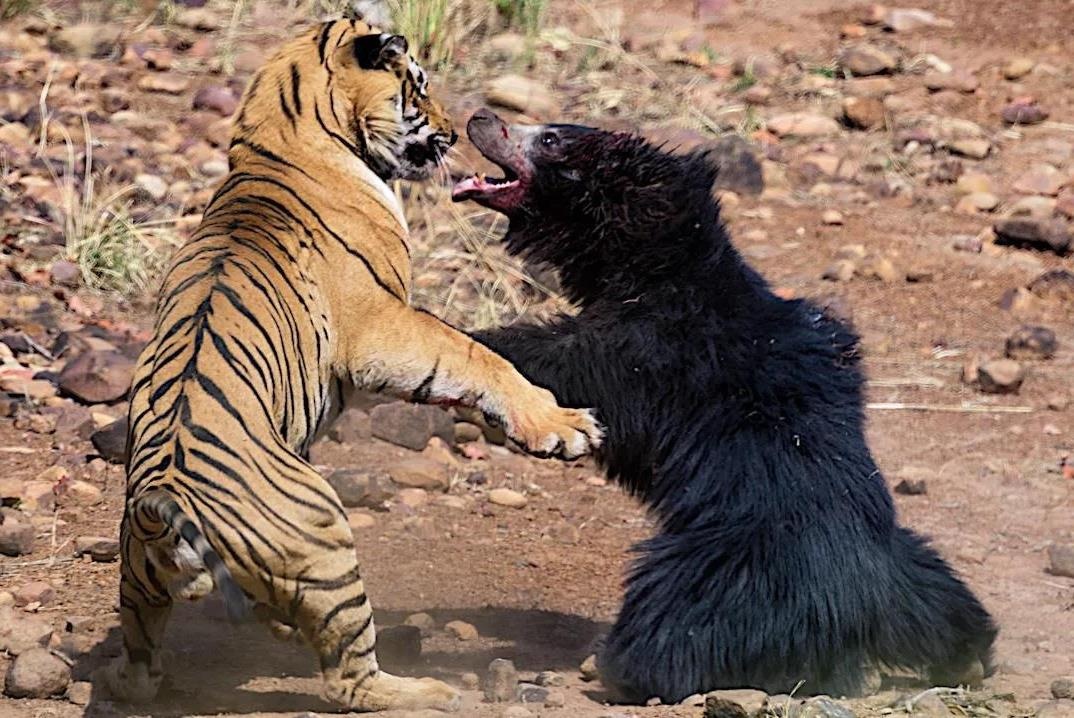 Gau me chien dau voi ho de cuu dan con hinh anh