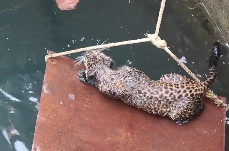 Giai cuu bao dom 5 thang tuoi mac ket duoi gieng hinh anh