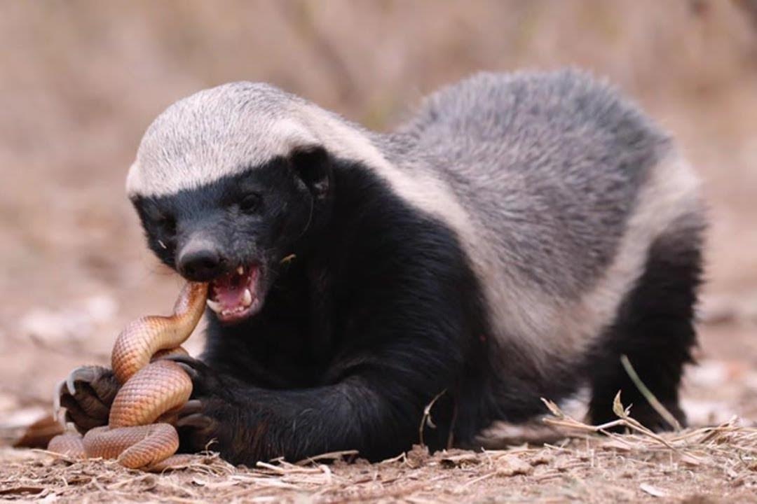 Ran bo mang vi chon nham con moi hinh anh