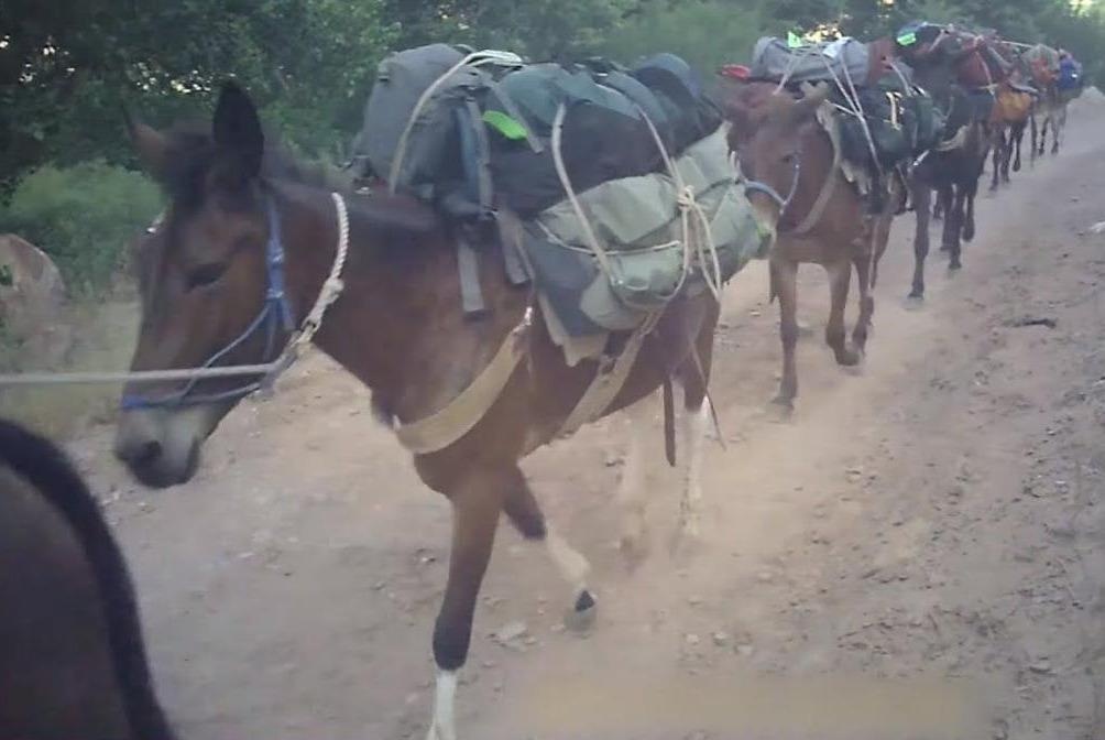 Ngua, lua chet do mang vac nang o vuon quoc gia My hinh anh