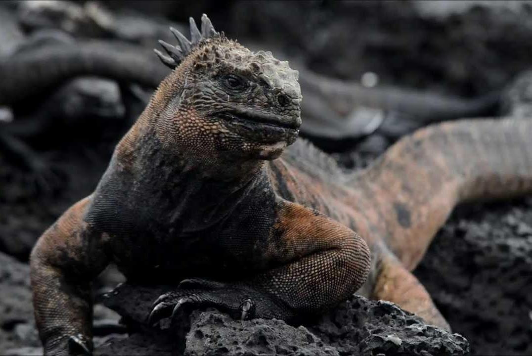 Cach san moi cua ky nhong bien khong lo hinh anh