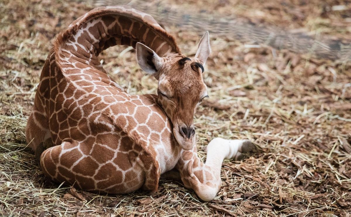 Giai cuu thanh cong huou cao co nang hon 1 tan hinh anh