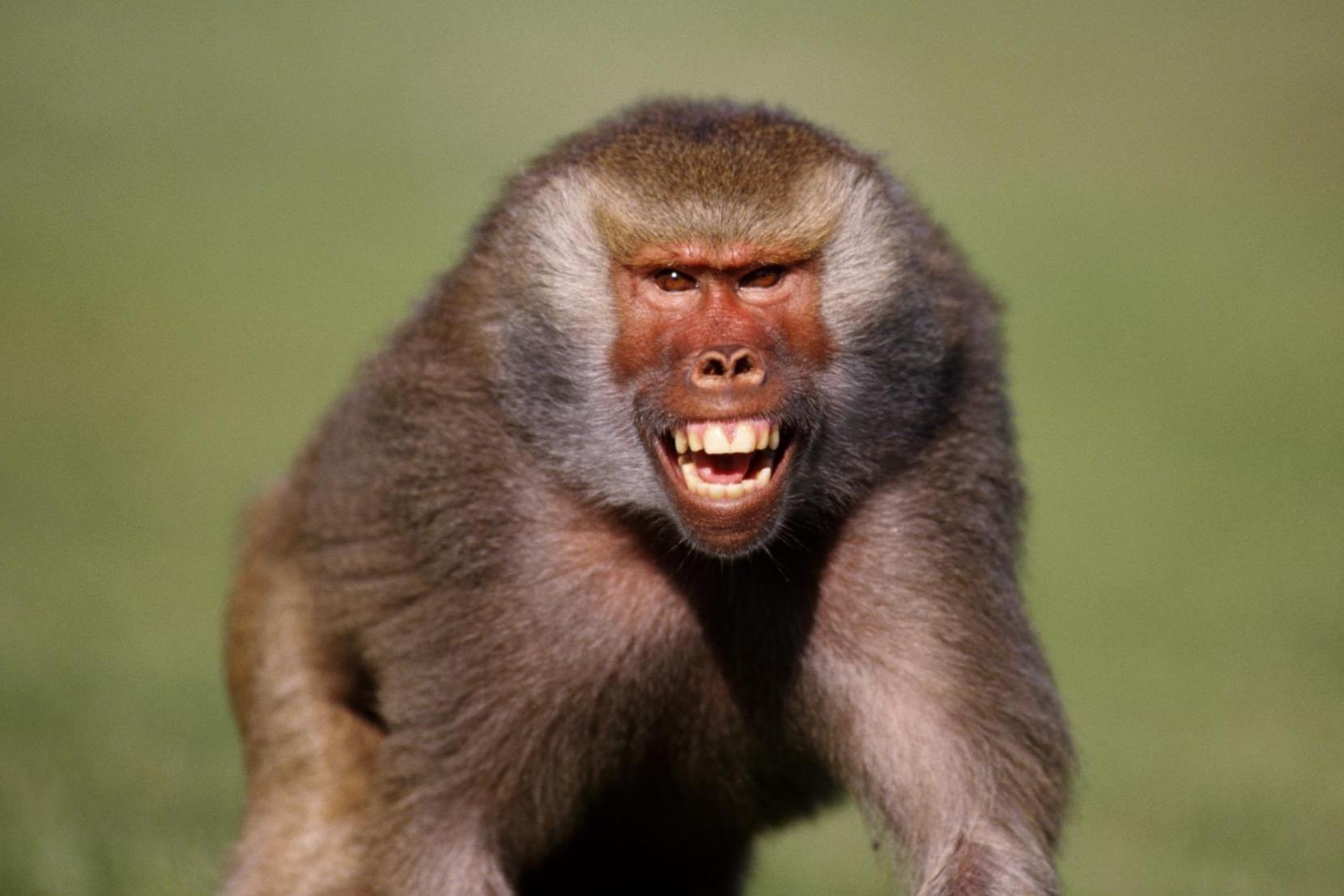 Khi dau cho la loai trong cay me nhieu nhat o Zambia hinh anh