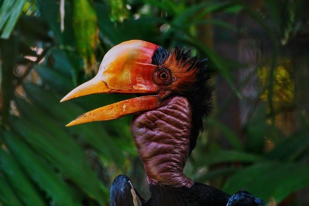 Thuoc phim hiem ve loai chim co o Dong Nam A hinh anh