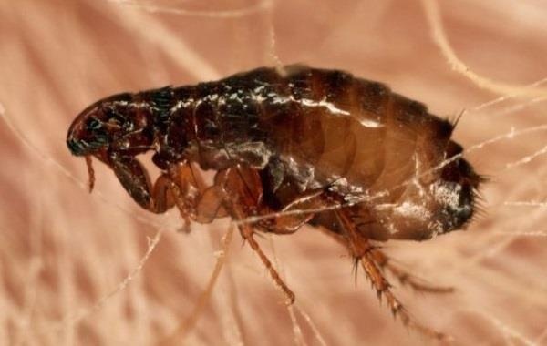 Khong phai chuot, muoi, bo chet moi la loai nguy hiem nhat lich su hinh anh