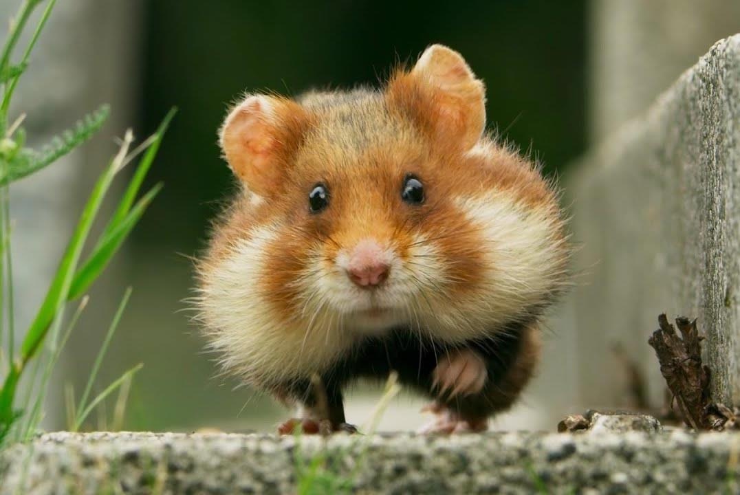 Chuot hamster ham an mac ket vao co chai hinh anh