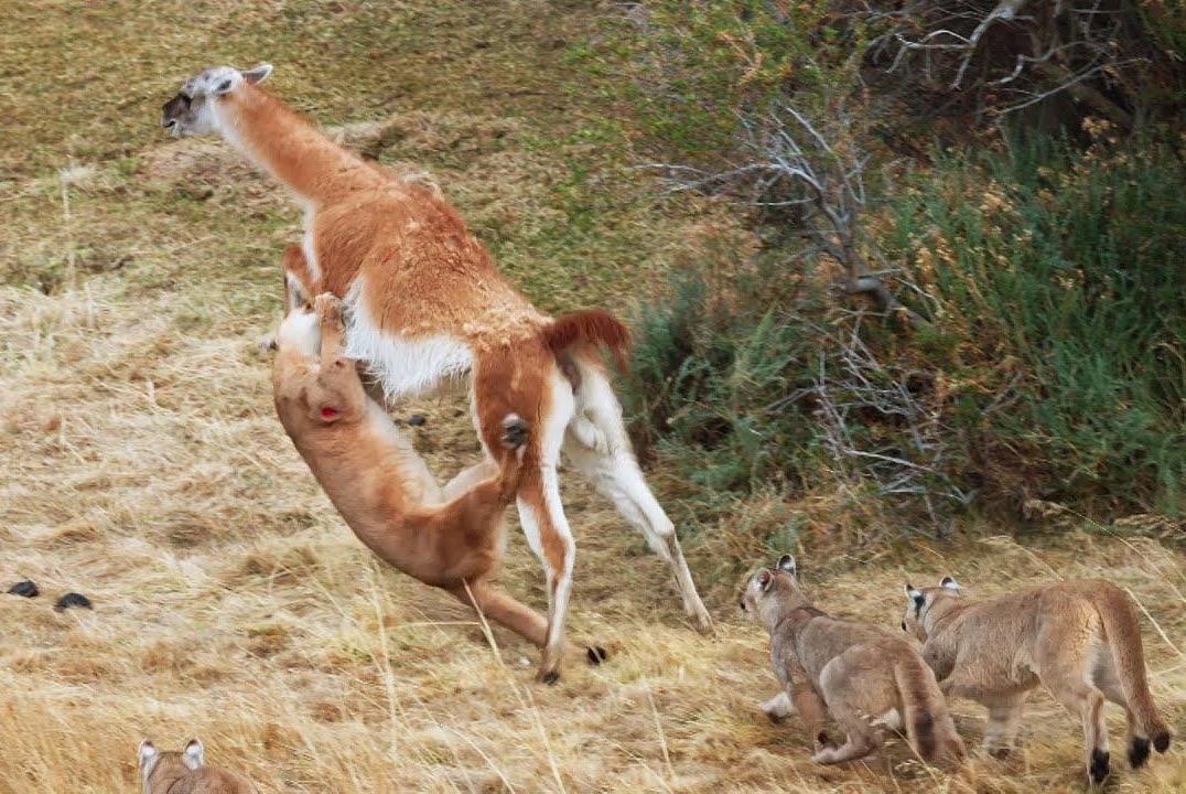 Lac da mot minh chong choi dan bao su tu hinh anh