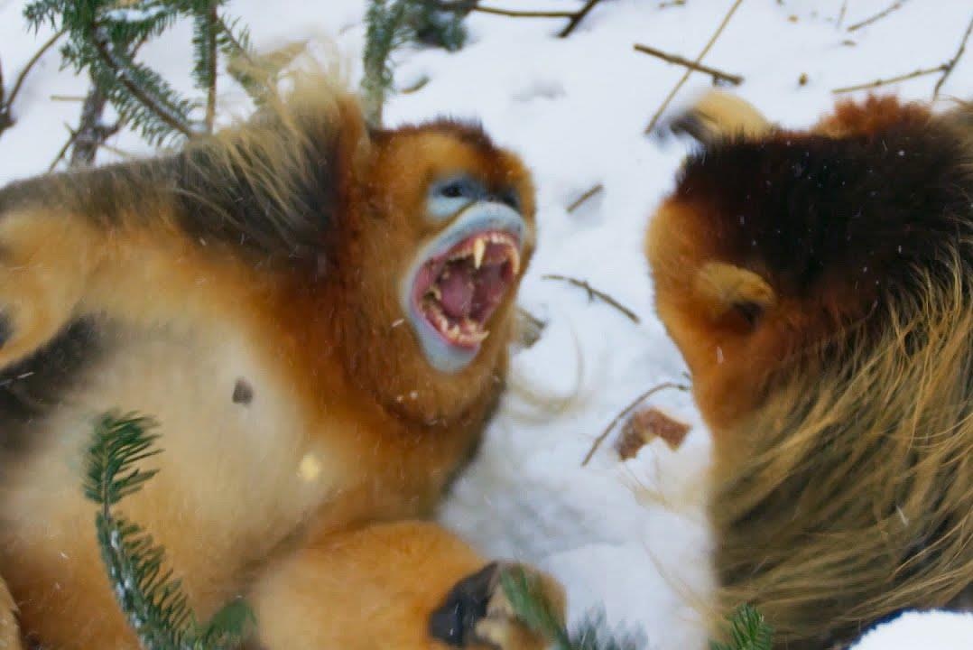 Vooc hon chien gianh thuc an tren vung dat lanh leo hinh anh