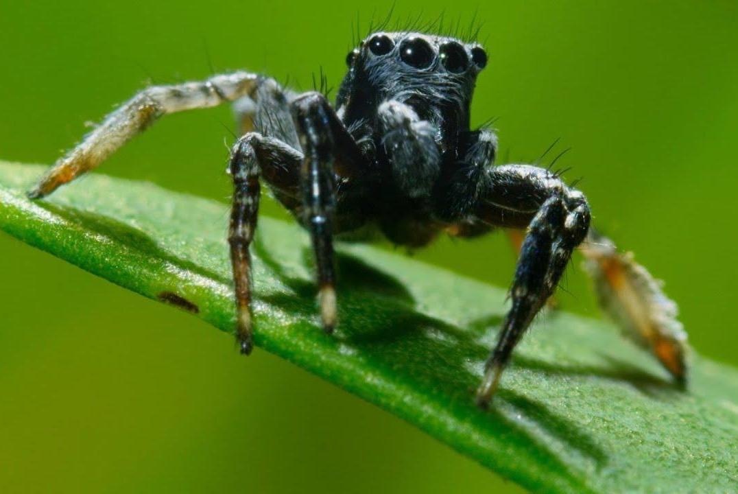 Nhen duc lieu mang quyen ru doi phuong hinh anh
