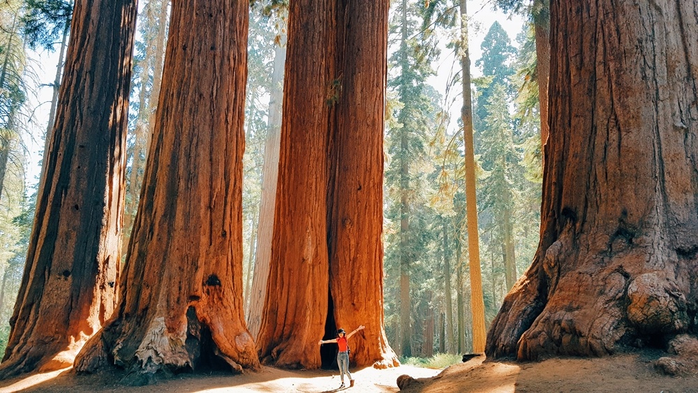 Khu rung khong lo o My anh 5