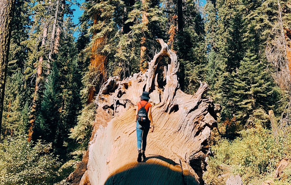 Khu rung khong lo o My anh 7