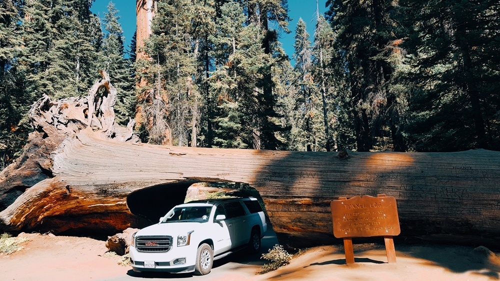 Khu rung khong lo o My anh 8