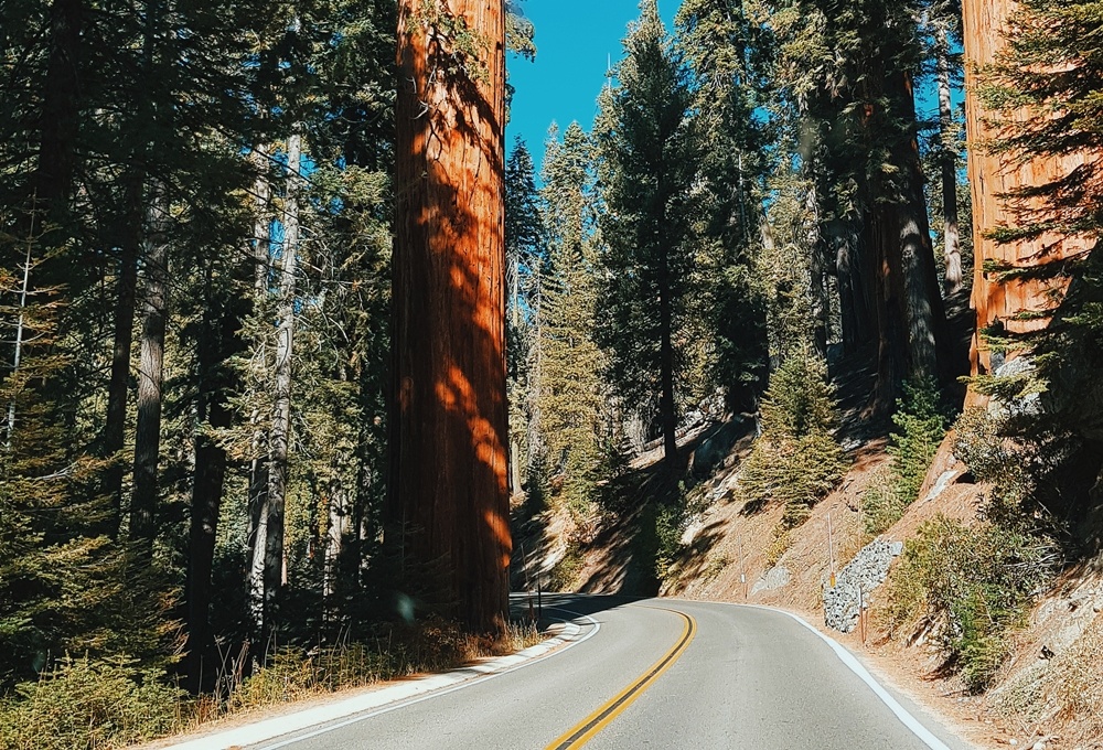 Khu rung khong lo o My anh 6