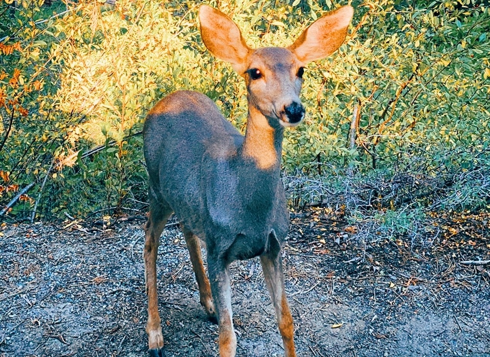 Khu rung khong lo o My anh 10