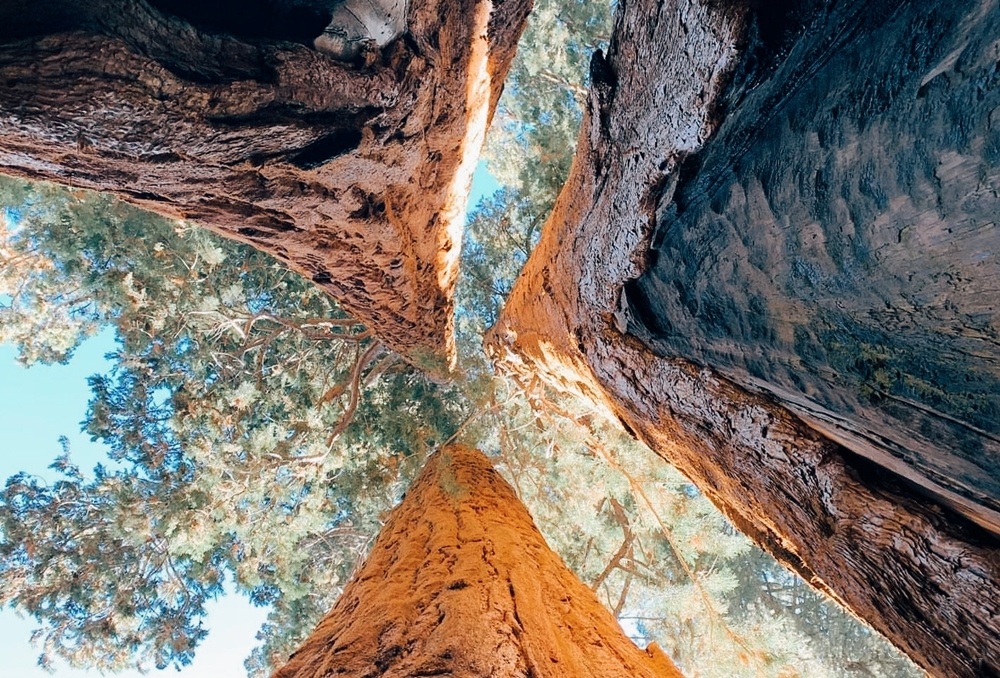 Khu rung khong lo o My anh 11