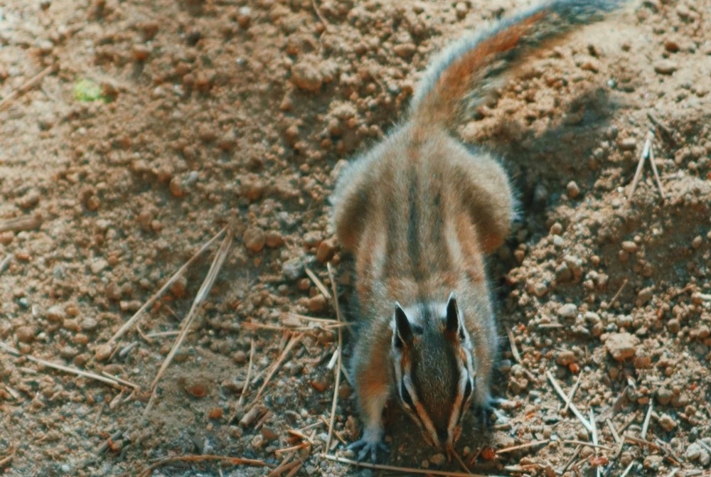 Khu rung khong lo o My anh 9