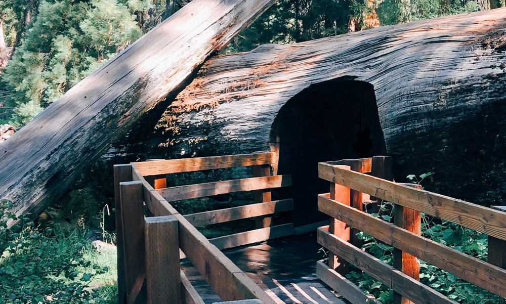 Khu rung khong lo o My anh 12