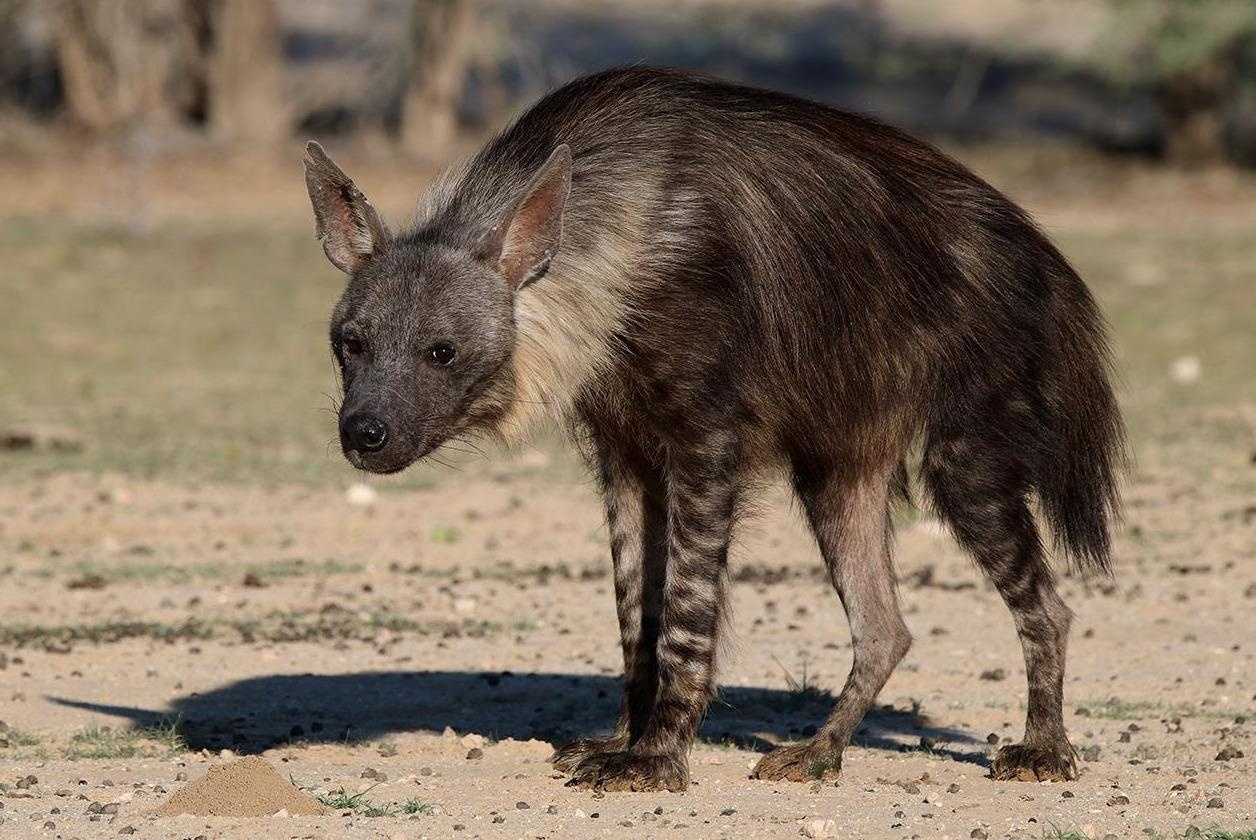 Ke san moi hiem nhat tren thi tran ma o chau Phi hinh anh