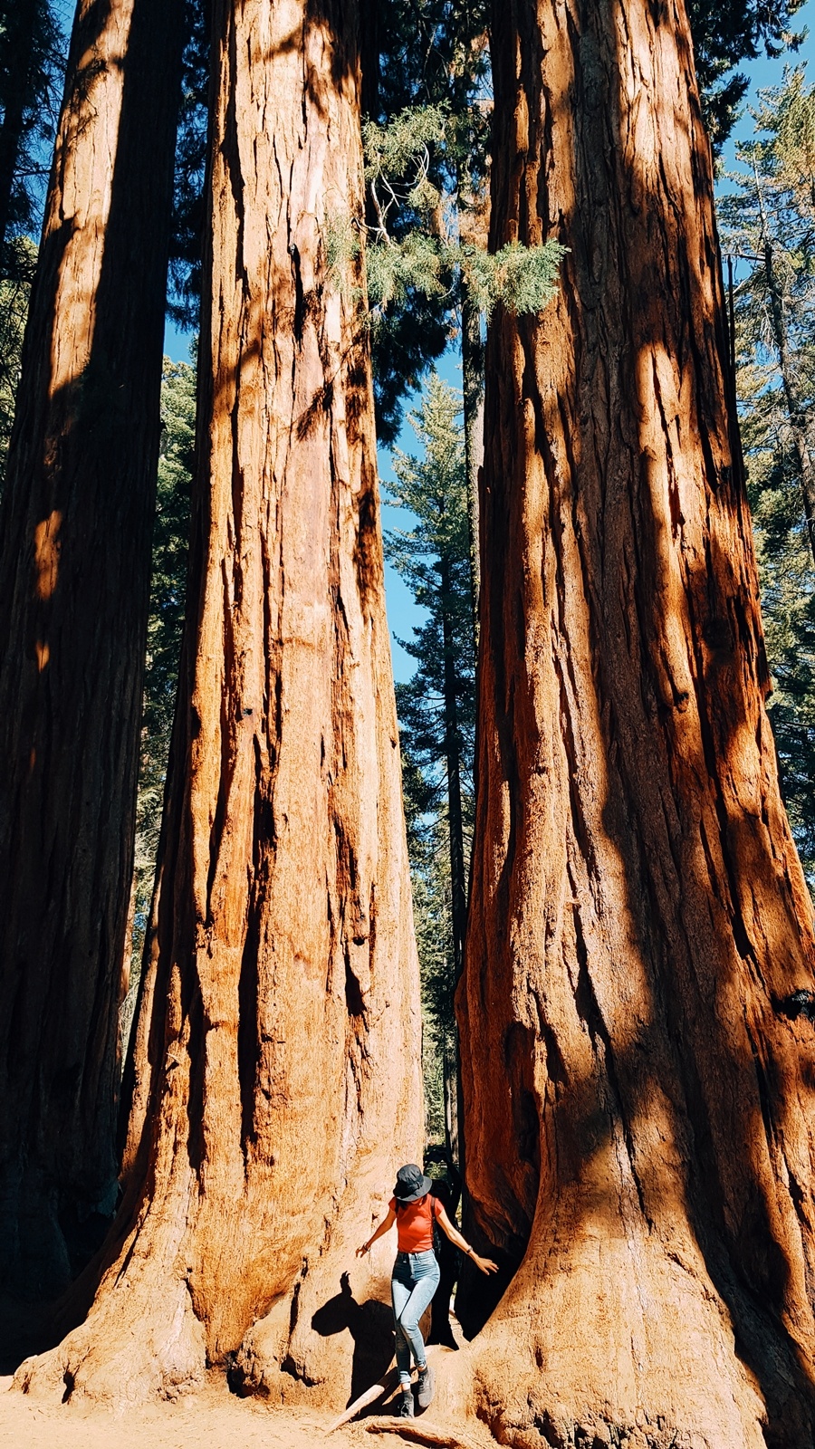 Khu rung khong lo o My anh 3