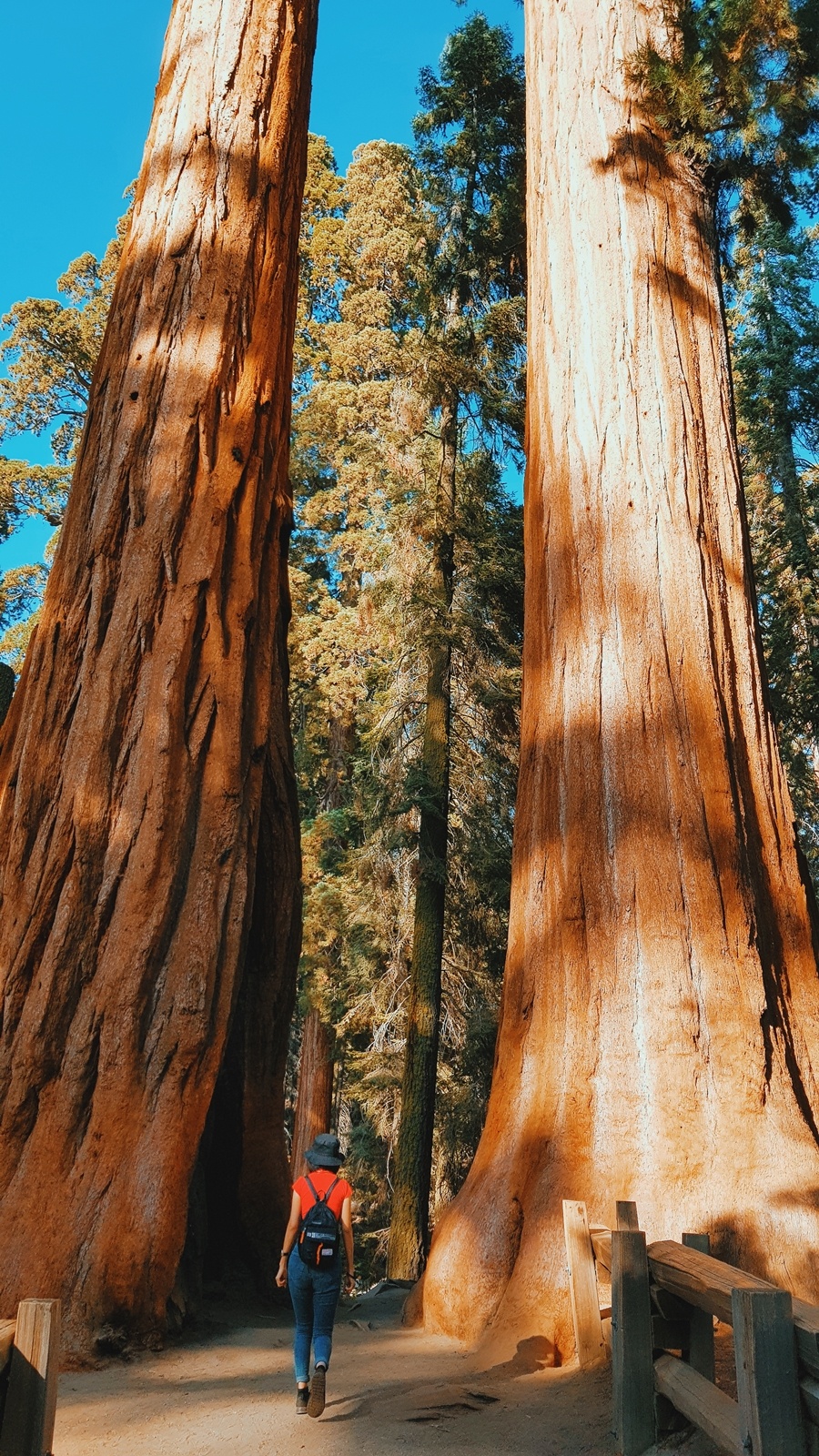 Khu rung khong lo o My anh 1