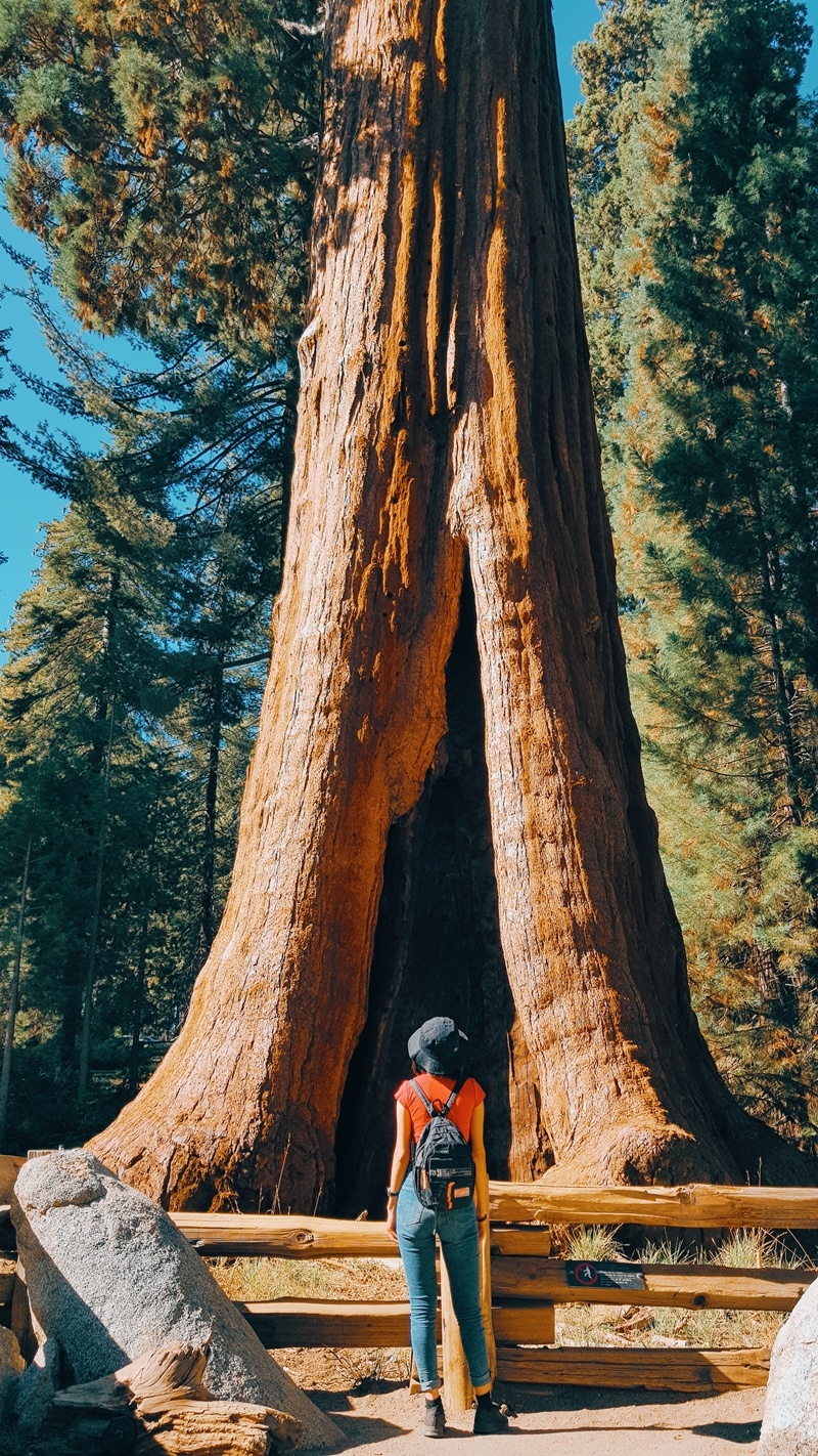 Khu rung khong lo o My anh 2