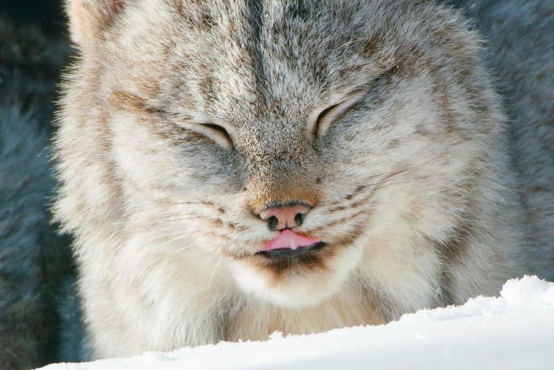 Loai linh mieu co kich thuoc lon thu hai the gioi hinh anh