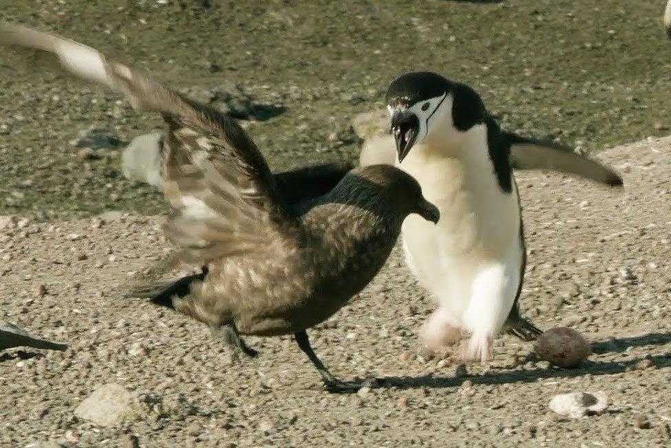 Chim cuop bien tra gia vi cuop trung cua canh cut hinh anh