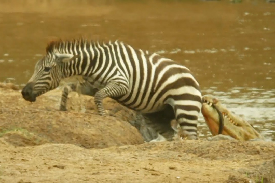 Ngua van thoat ham ca sau trong gang tac hinh anh