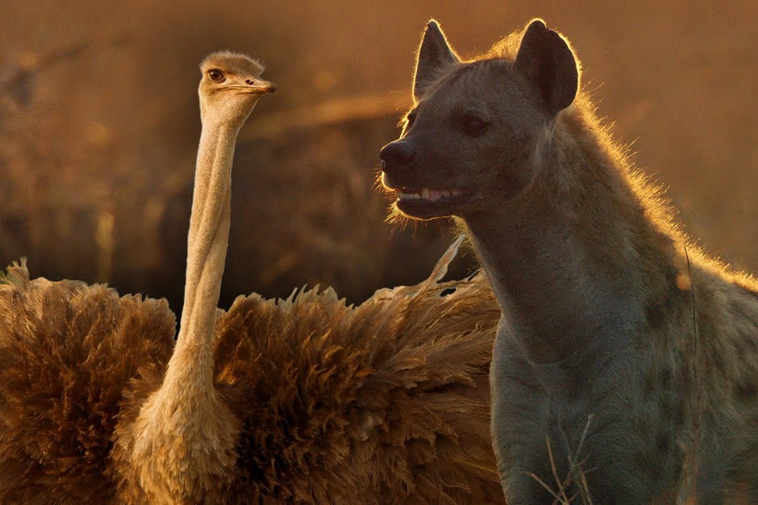 Da dieu dai chien bay linh cau de bao ve con hinh anh