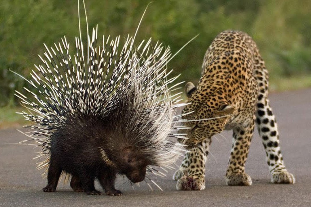 Bao hoa mai tra gia dat vi lieu minh san nhim hinh anh