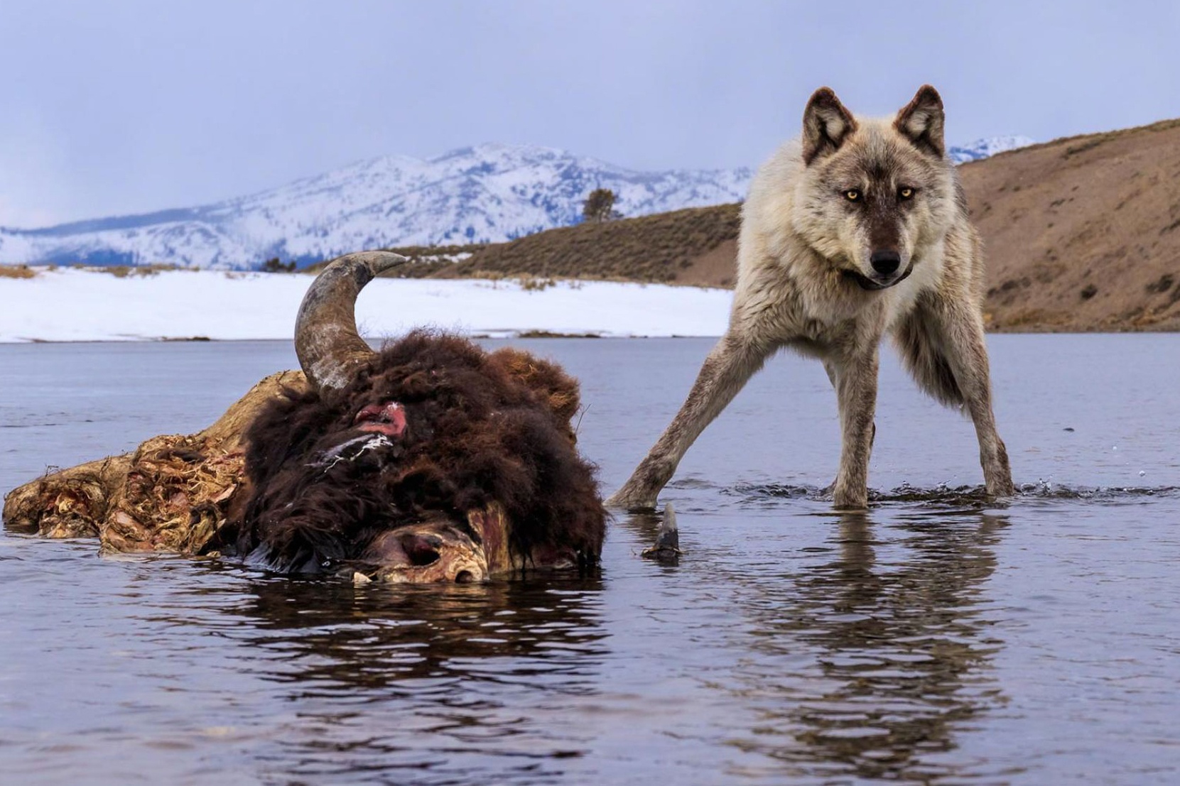 Cuoc dau tri giua bay soi va dan bo o noi tan cung bang gia hinh anh