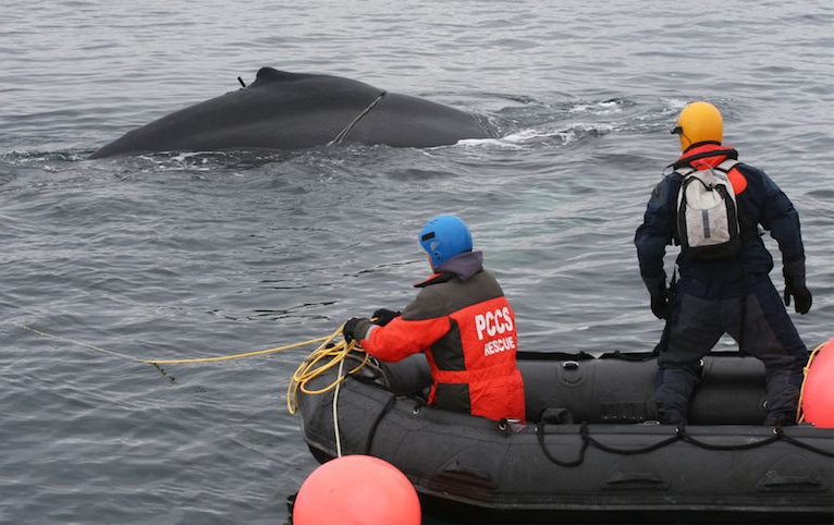 Giai cuu ca voi mac ket luoi nhieu tuan giua dai duong hinh anh