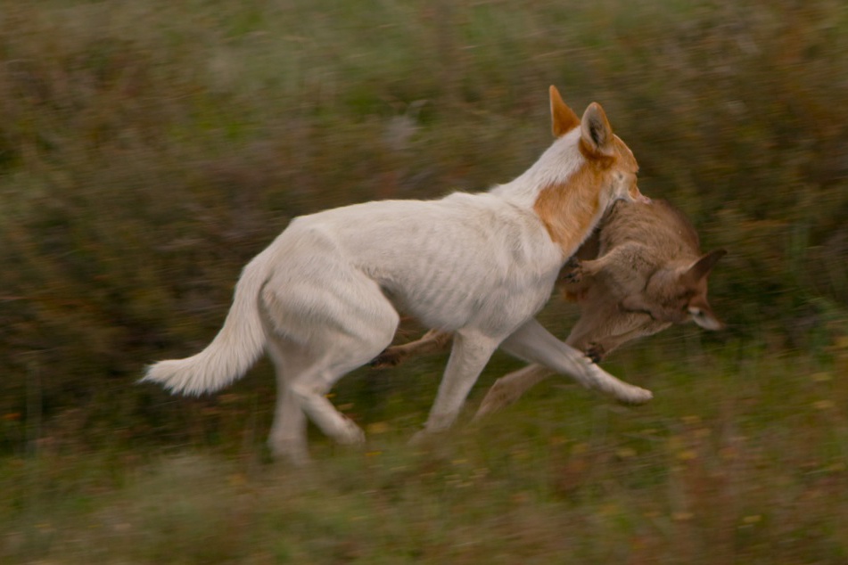 Cuoc ruot duoi giua cho hoang va kangaroo hinh anh