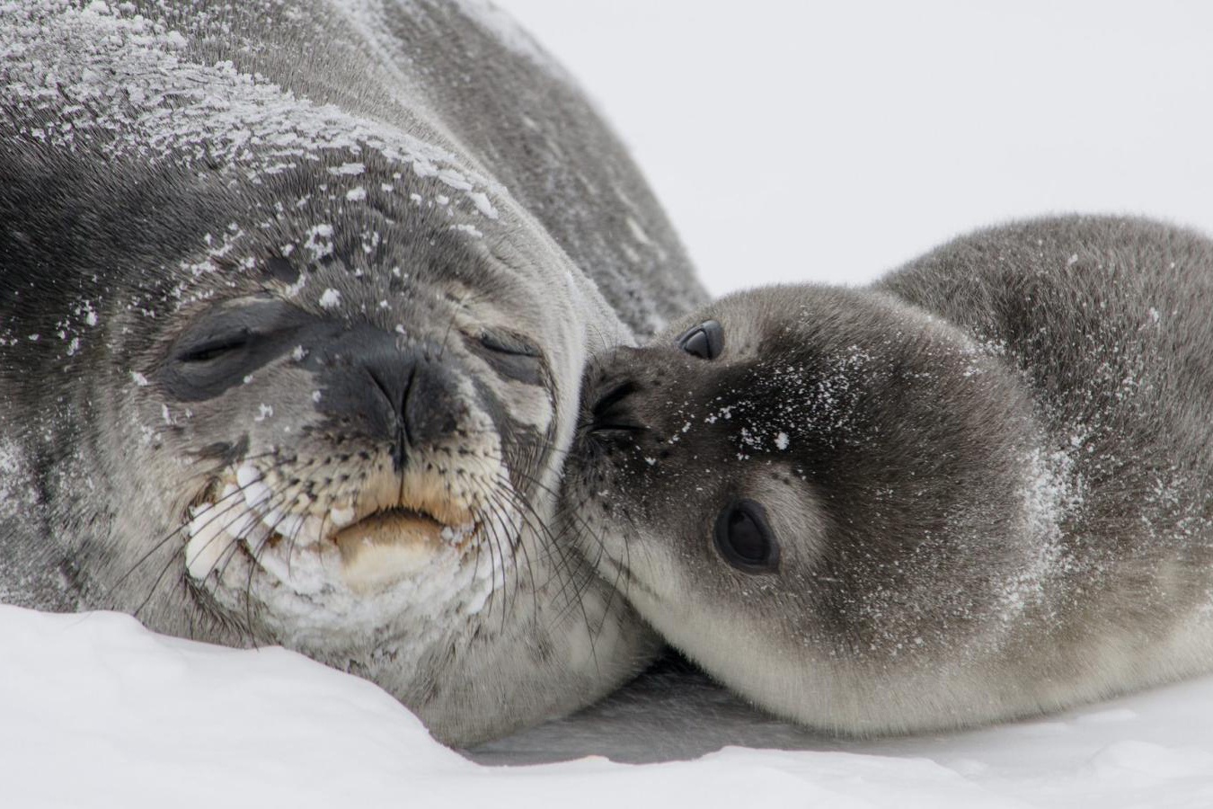 Hai cau me bo roi con non truoc bao tuyet o Nam Cuc hinh anh