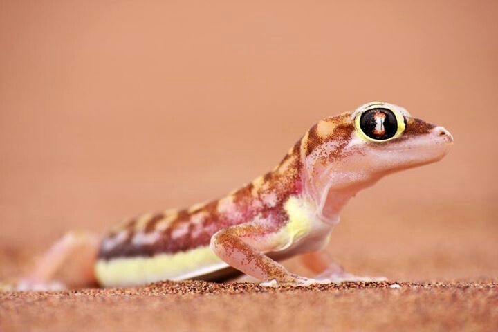 Loai tac ke nho co the dung mat de uong nuoc hinh anh