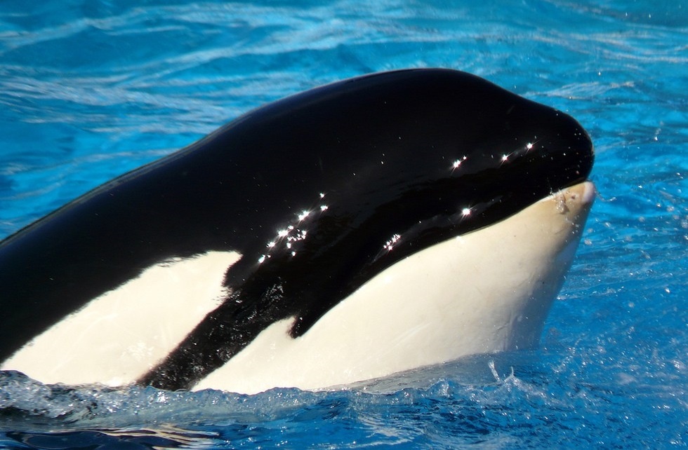 Cau chuyen ve con ca voi sat thu bi nhot suot 50 nam hinh anh