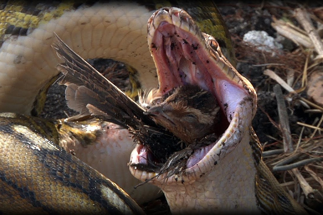 Chim bo mang vi lai gan hang ran hinh anh