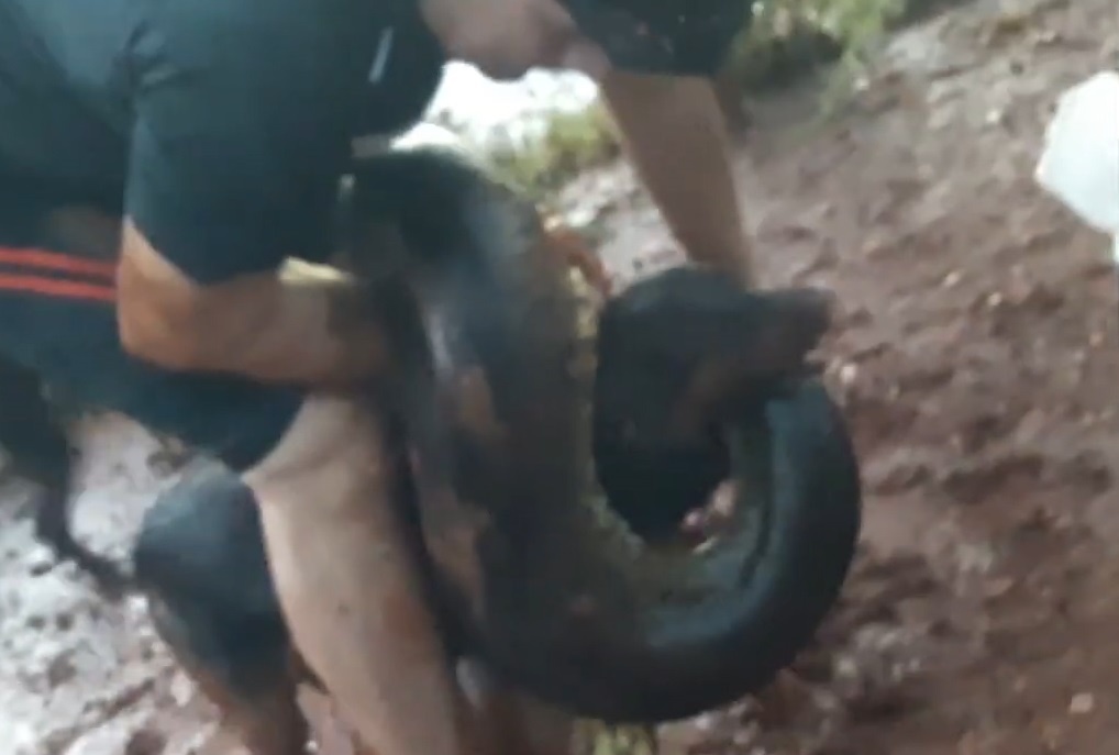 Giai cuu cho bi tran Anaconda tan cong hinh anh