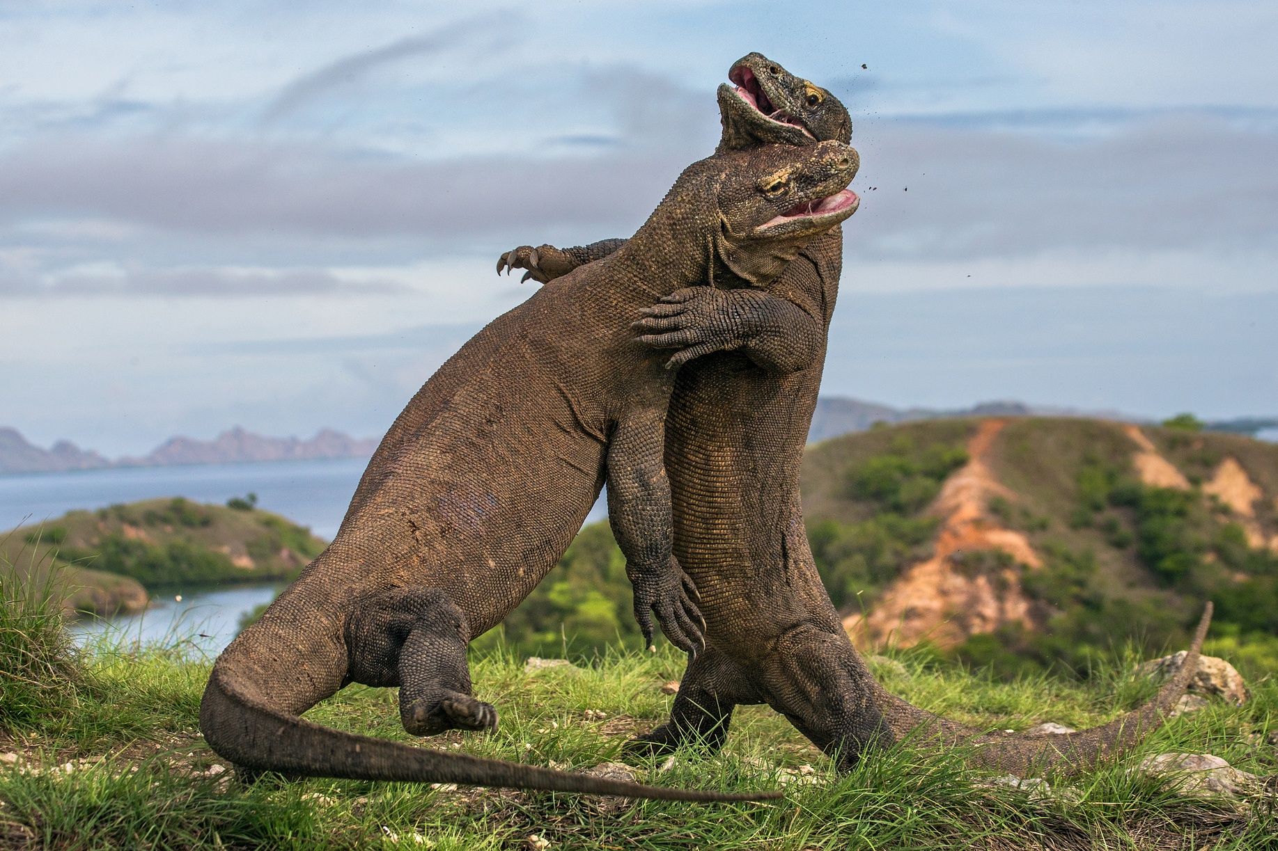 Rong Komodo giao tranh quyet liet gianh ban doi hinh anh