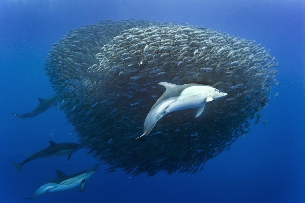 Quy luat ca lon nuot ca be duoi dai duong hinh anh