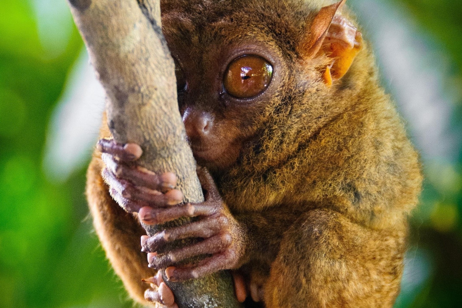 Loai dong vat nhin thau ban dem de san moi hinh anh